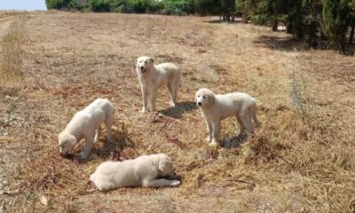 Cani da guardiana