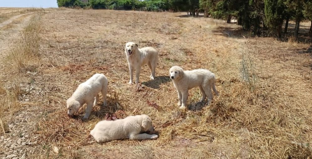 Cani da guardiana