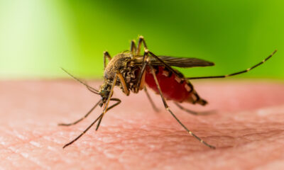 West Nile, zanzara