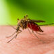 West Nile, zanzara