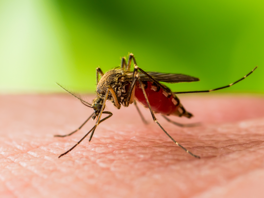 Allarme West Nile in Abruzzo, il Presidente di Enbital Paolo Provino: "Niente panico, ma serve prevenzione rigorosa e corretta informazione" 46 West Nile, zanzara