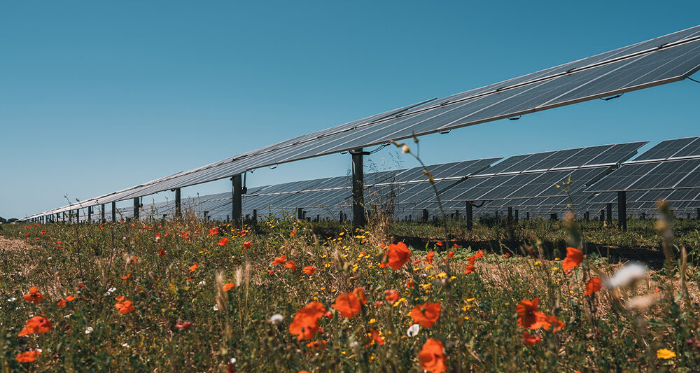 Energia rinnovabile