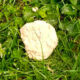 Boccone avvelenato