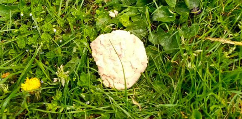 Boccone avvelenato
