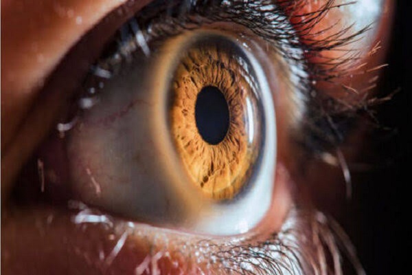 Cornea