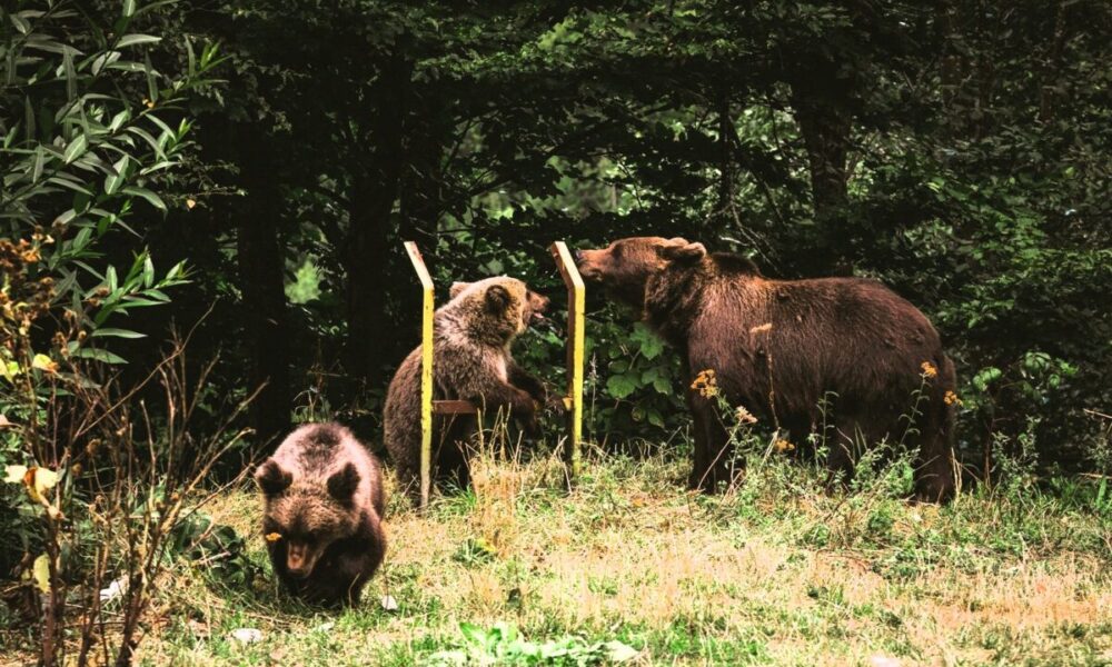 Mamma orsa e cuccioli