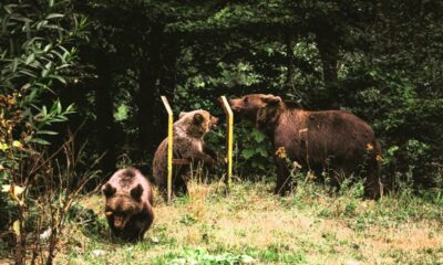 Mamma orsa e cuccioli