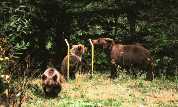 Mamma orsa e cuccioli