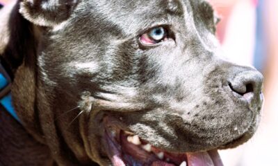 Cane Corso