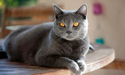 Gatto