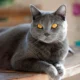 Gatto