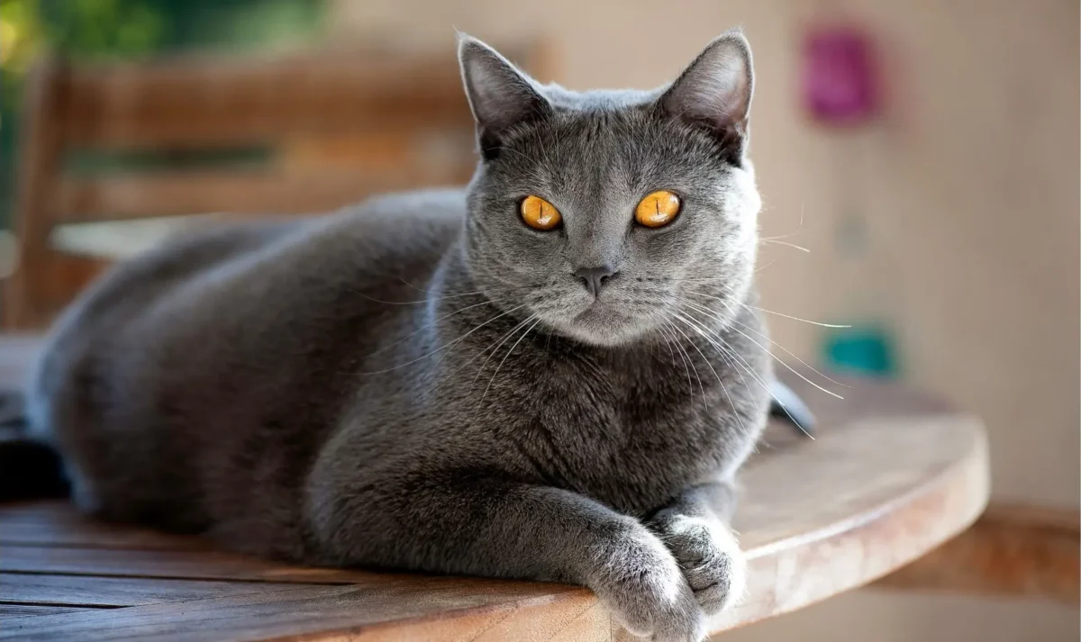 Gatto