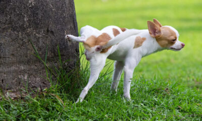 cane che fa la pipì
