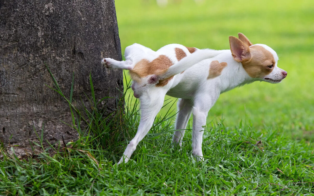 cane che fa la pipì