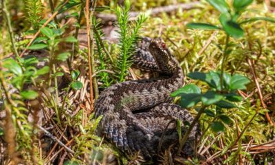 Vipera Berus