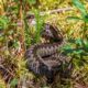 Vipera Berus