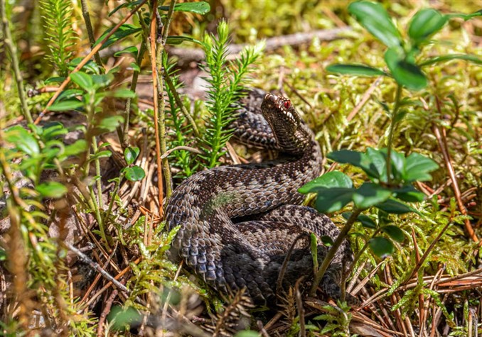 Vipera Berus
