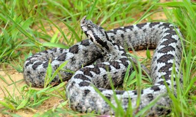 Vipera ammodytes