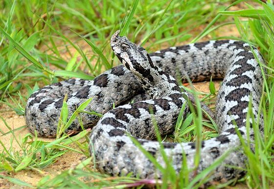 Vipera ammodytes