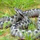Vipera ammodytes