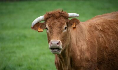 Mucca