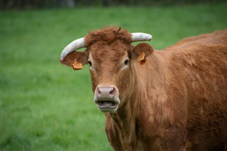 Mucca