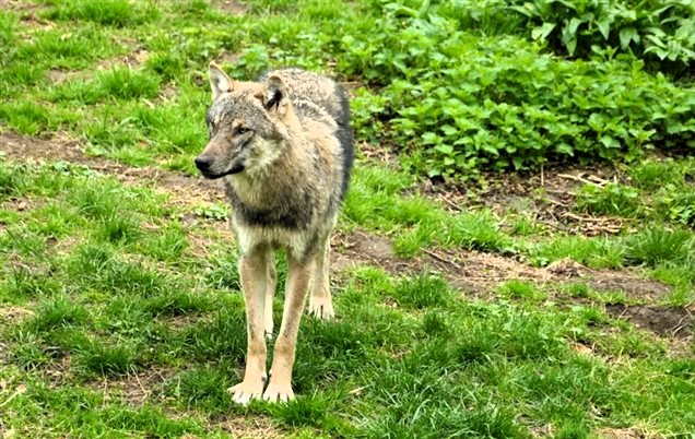 Operazione a Noicattaro: liberata la lupa col collare per rintracciare il branco 47 Lupo