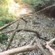 fiume Turano in secca
