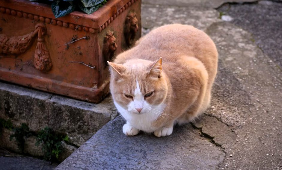 gatto