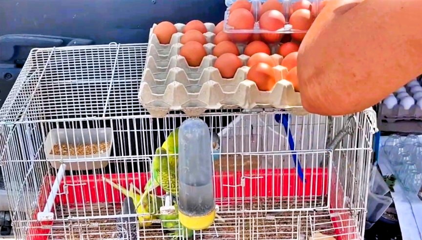 Animali vivi nei mercati, scoppia il caso dopo il servizio di Mi Manda Rai 3: gabbie al sole, cuccioli al buio e l'appello per vietare la vendita 47 Cardellini in gabbia