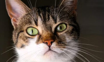 Gatto
