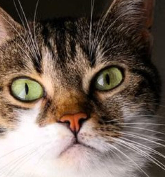 Gatto