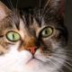 Gatto
