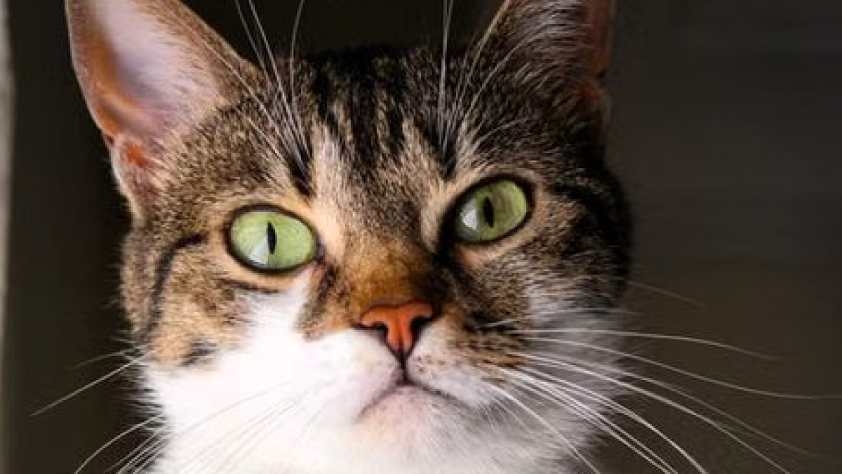 Gatto