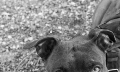 Pitbull