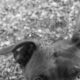 Pitbull