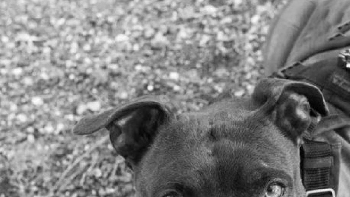 Pitbull