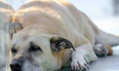 Cane fedele