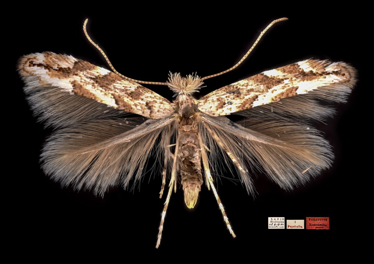 Phyllonorycter cerrutiella Hartig Paratypus