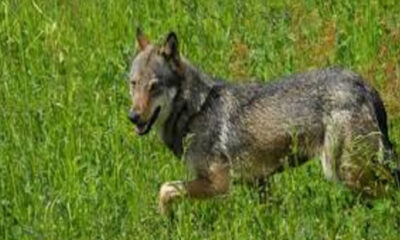 Oricola - lupo in tranquilla passeggiata mattutina in pieno abitato
