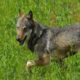 lupo