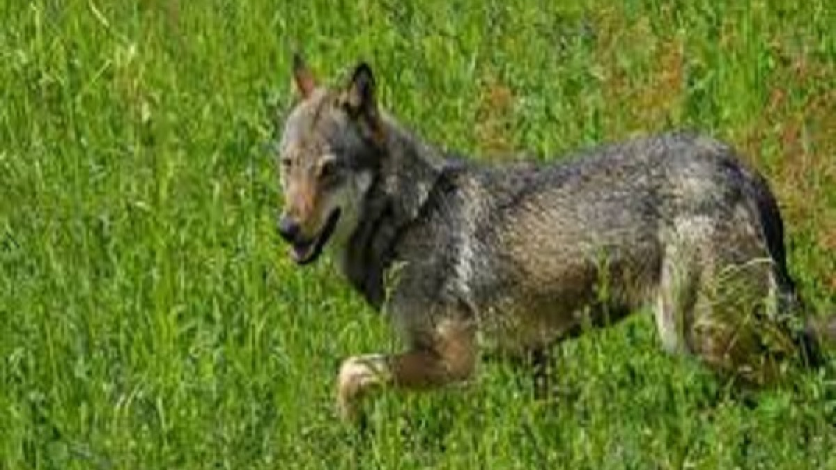 Oricola - lupo in tranquilla passeggiata mattutina in pieno abitato