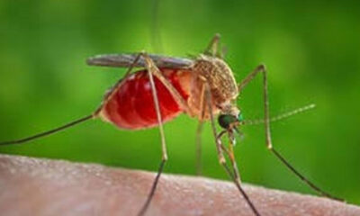 L'Aquila - lunedi disinfestazione mirata contro le arbivorosi ed in particolare il virus West Nile