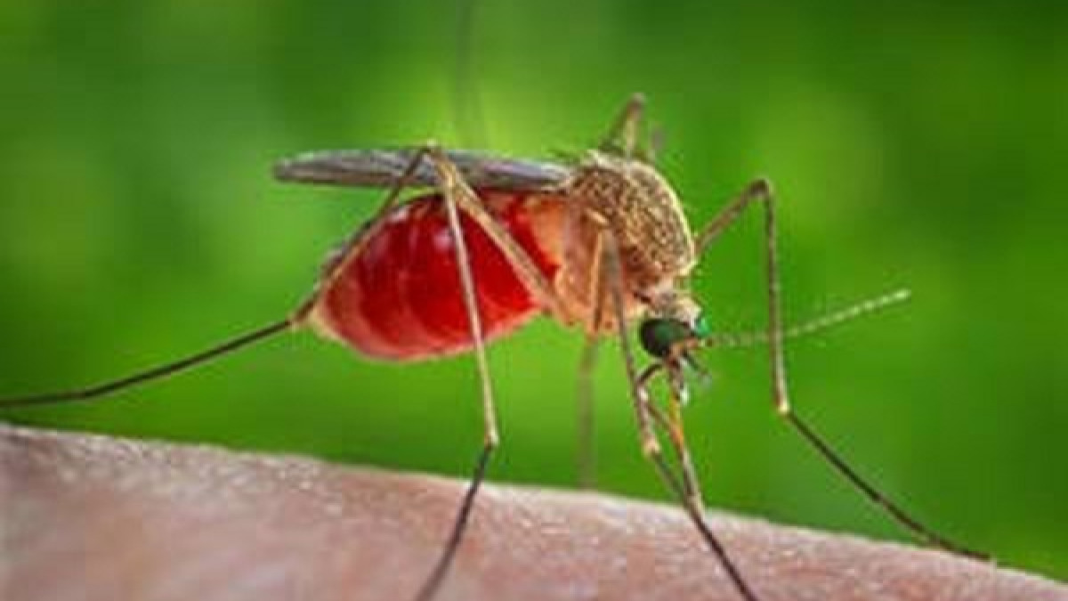L'Aquila - lunedi disinfestazione mirata contro le arbivorosi ed in particolare il virus West Nile
