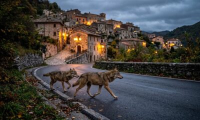 lupi_centro_abitato_abruzzo_1200x675