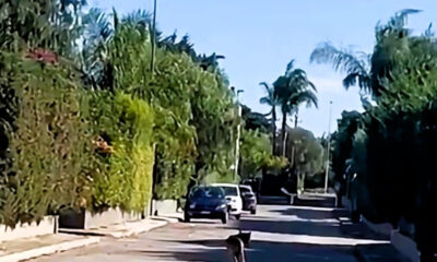 Lupo a Noicattaro