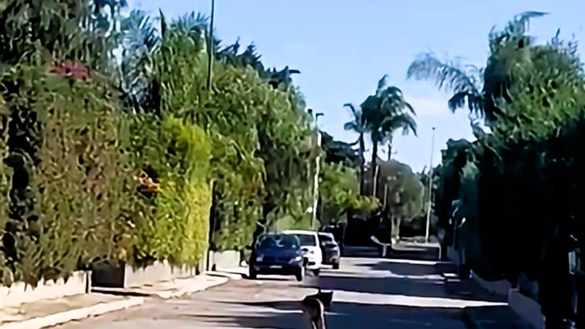 Lupo a Noicattaro